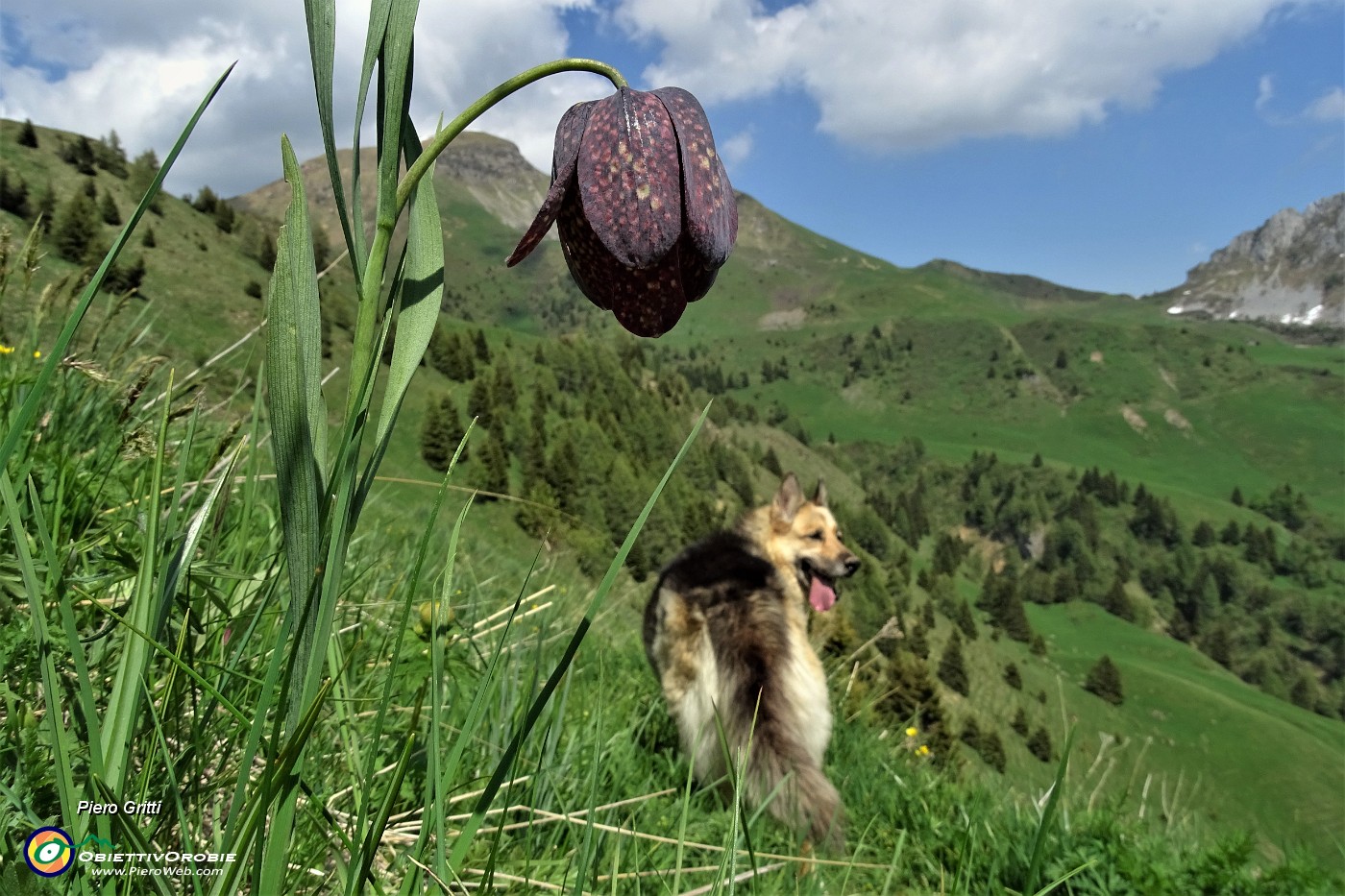 65 Fiore di fritillaria.JPG